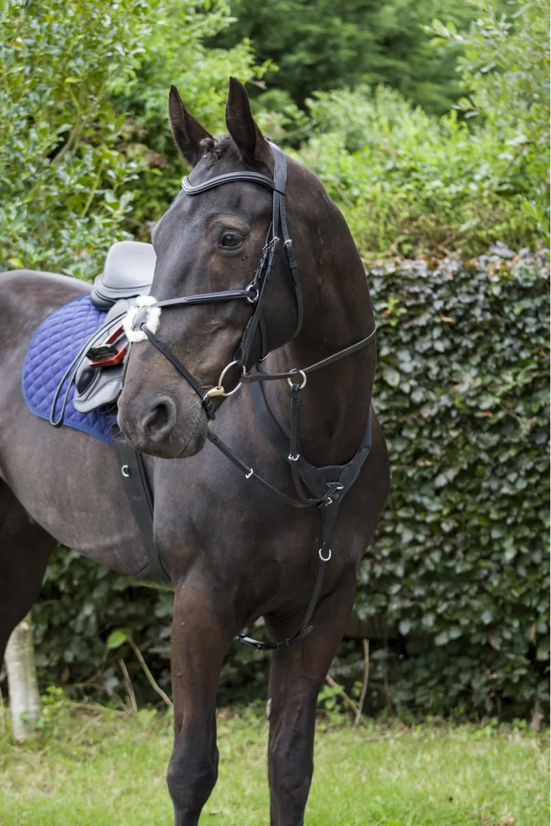 Cameo Performance Elasticated Breastplate Black-2